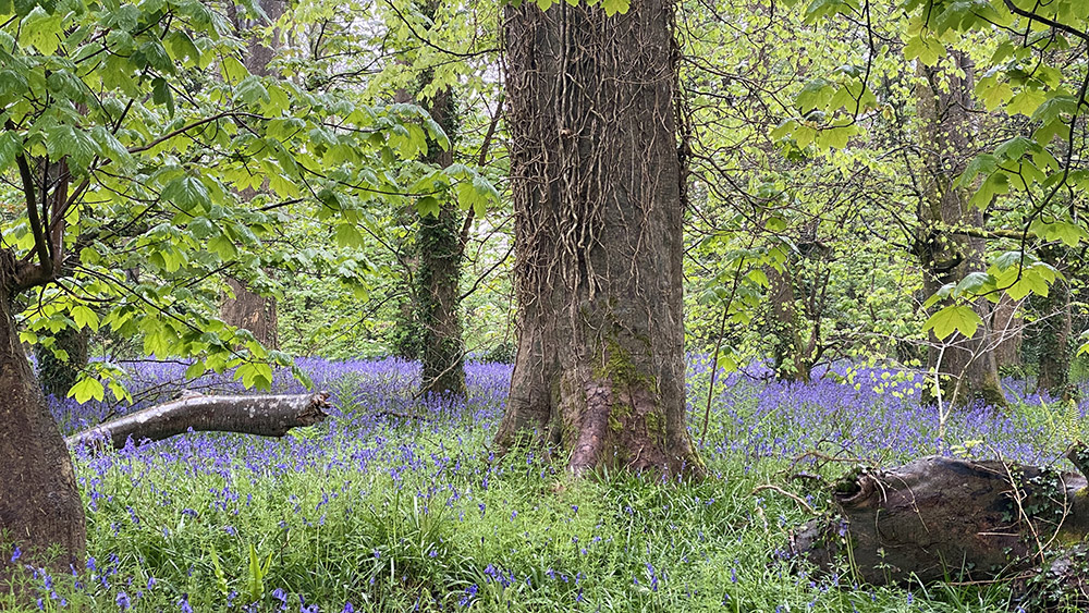 Bluebells